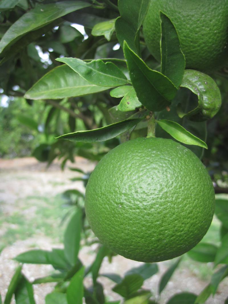 Organic Orange